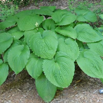 Hosta 'Niagara Falls'